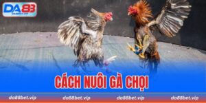 Cách nuôi gà chọi