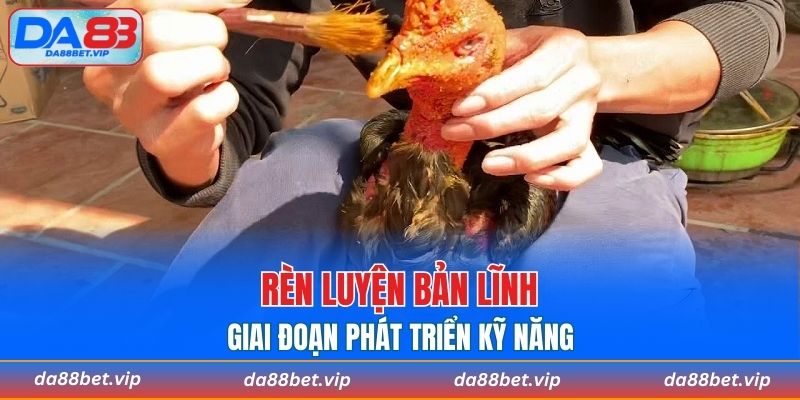 Cần biết cách om bóp cho chiến kê tăng sức mạnh