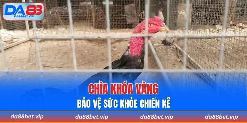 Làm gì để cải thiện sức khỏe chú gà?