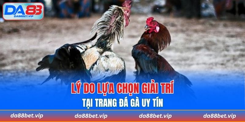 Lý do nên chọn trang đá gà uy tín để trải nghiệm