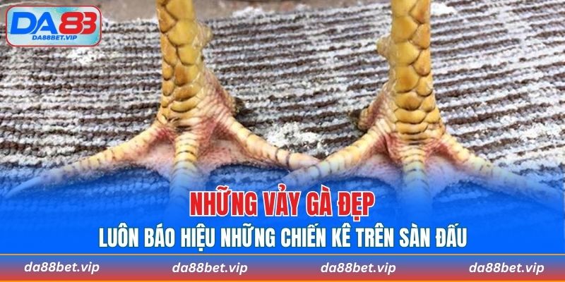 Những vảy gà đẹp luôn báo hiệu những chiến kê trên sàn đấu