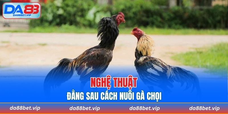 Nuôi gà chọi là cả quá trình thử thách