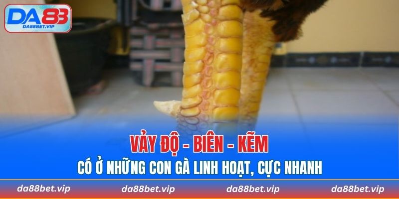 Vảy Độ - Biên - Kẽm có ở những con gà linh hoạt, cực nhanh