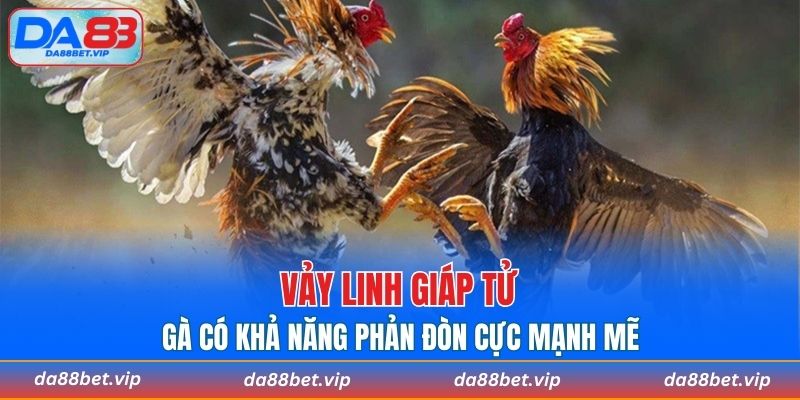 Vảy Linh Giáp Tử gà có khả năng phản đòn cực mạnh mẽ