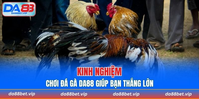 Bật mí mẹo chơi đá gà giúp bạn thắng lớn và hạn chế rủi ro