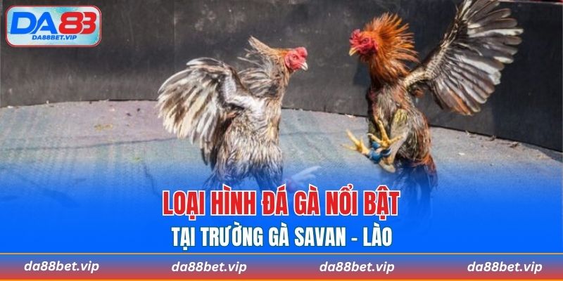 Các hình thức chọi kê hấp dẫn tại “ Thánh địa” này gì?