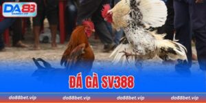 đá gà SV388