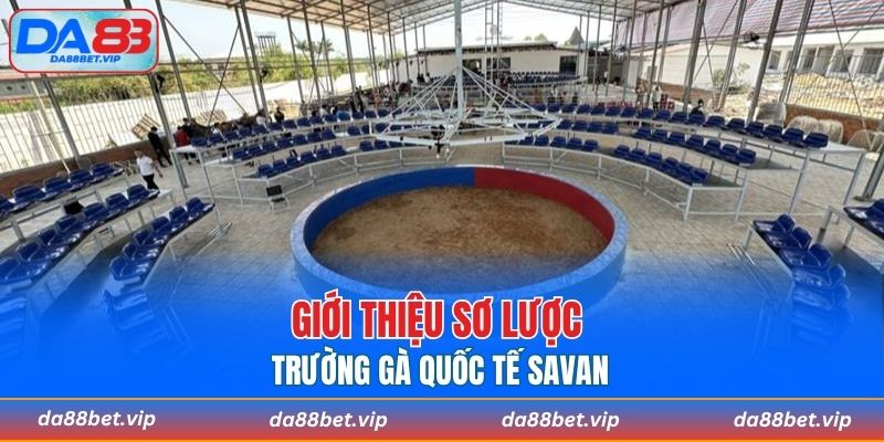 Giới thiệu đôi điều trường gà quốc tế Savan
