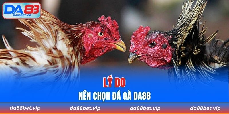 Lý do nên chọn đá gà DA88 thay vì các nền tảng cá cược khác