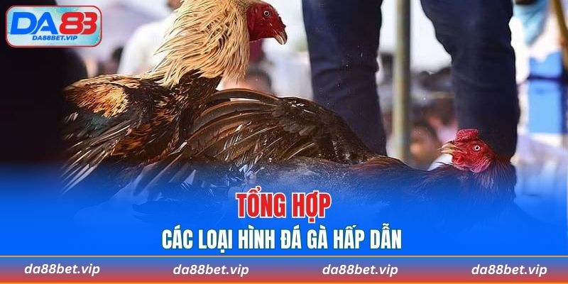 Tổng hợp các loại hình đá gà hấp dẫn dành cho người chơi
