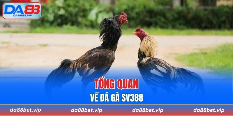 Tổng quan về đá gà SV388