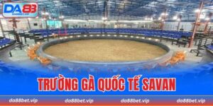 trường gà quốc tế Savan